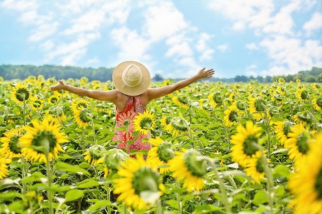 sunflowers