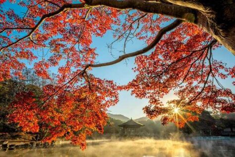 Herbstbaum Jahreshoroskop 2026 Teil 4