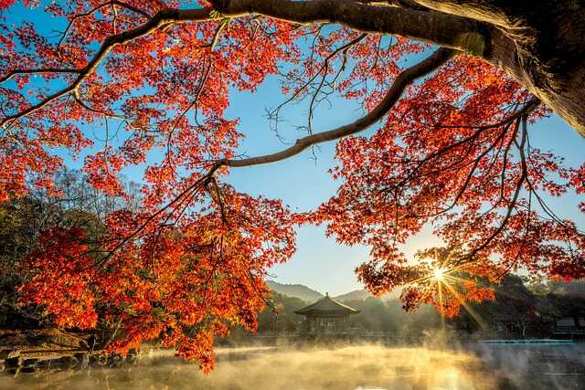 Herbstbaum Jahreshoroskop 2026 Teil 4